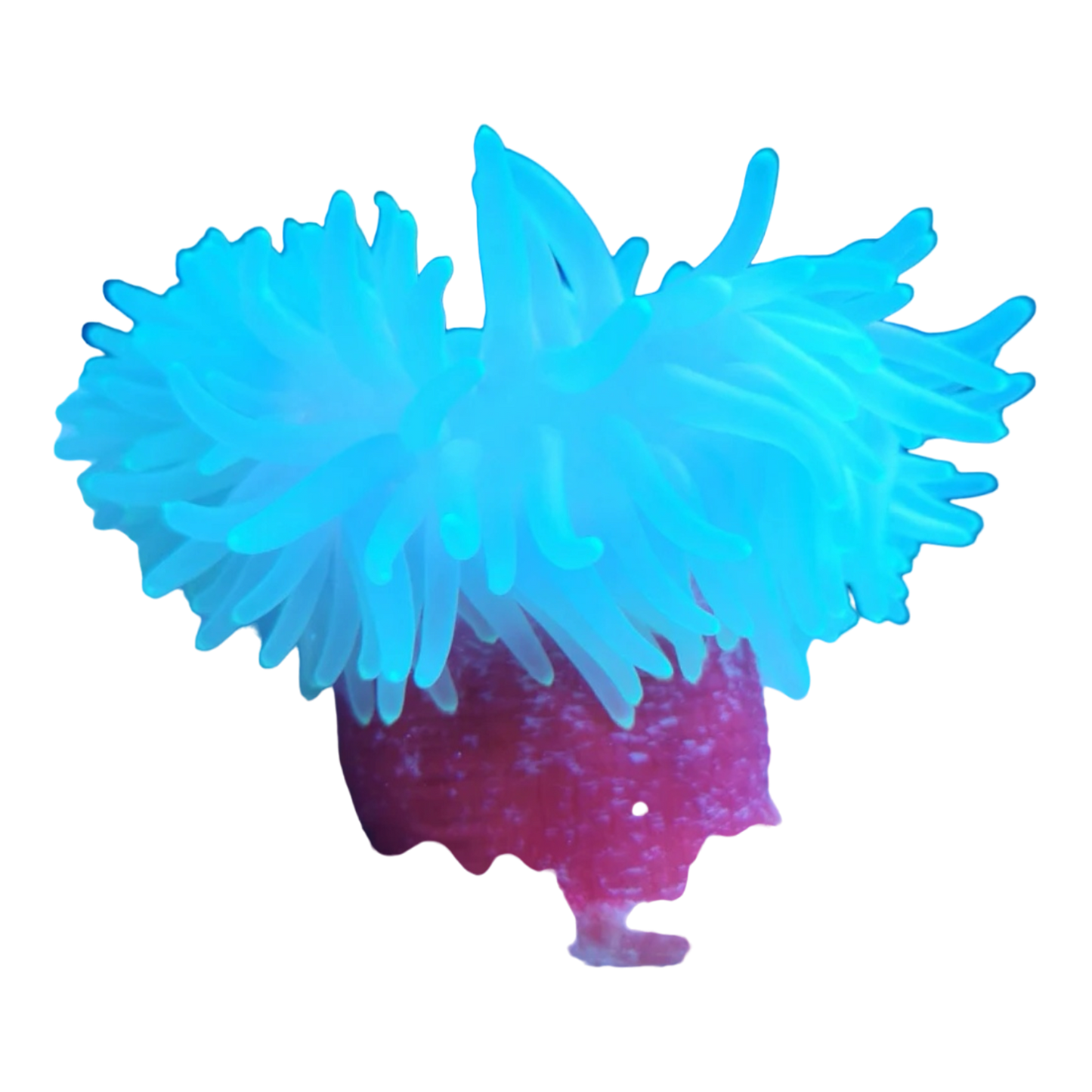 Korkenzieher-Anemone