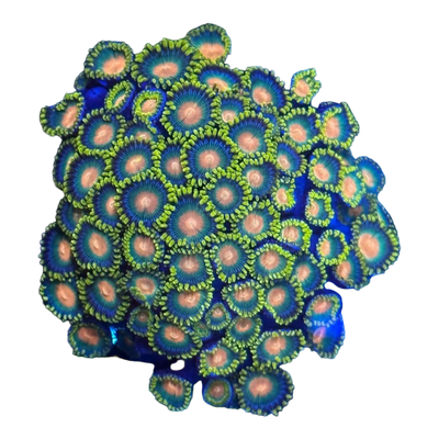 Zoanthus sp.
