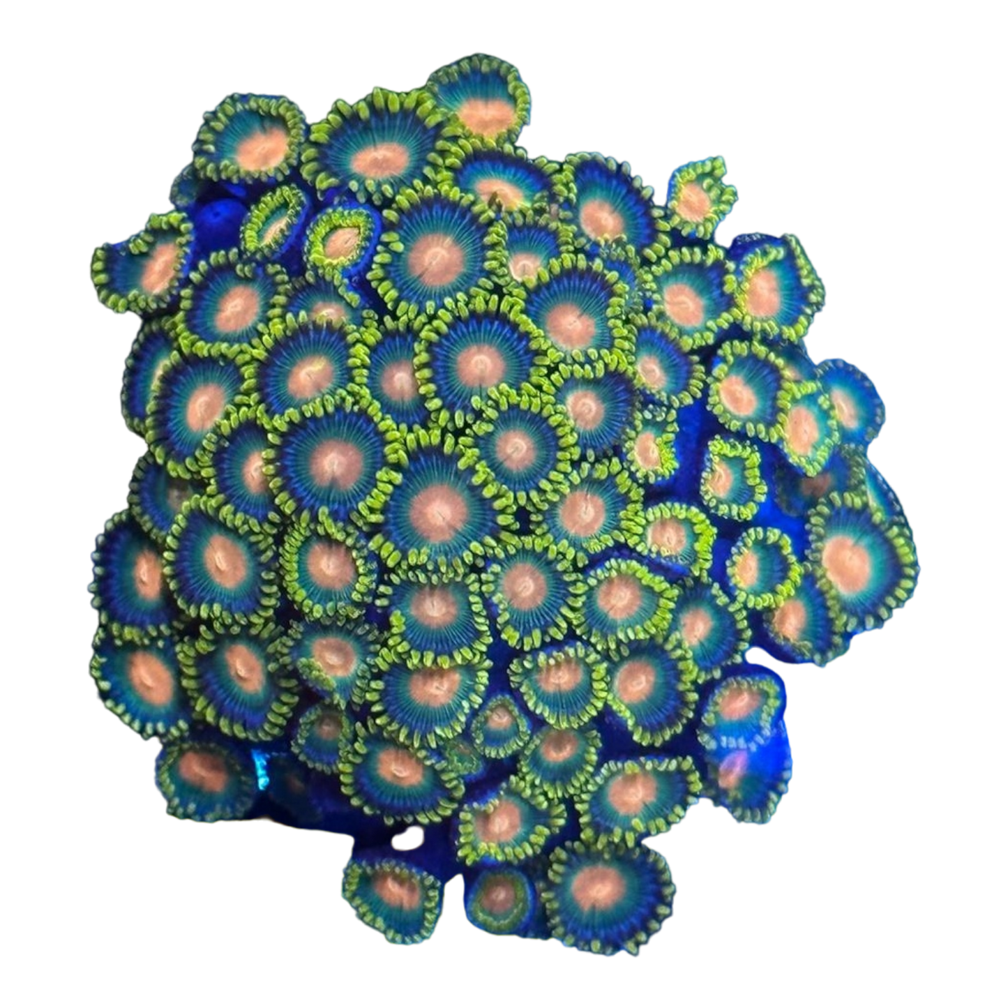 Zoanthus sp.
