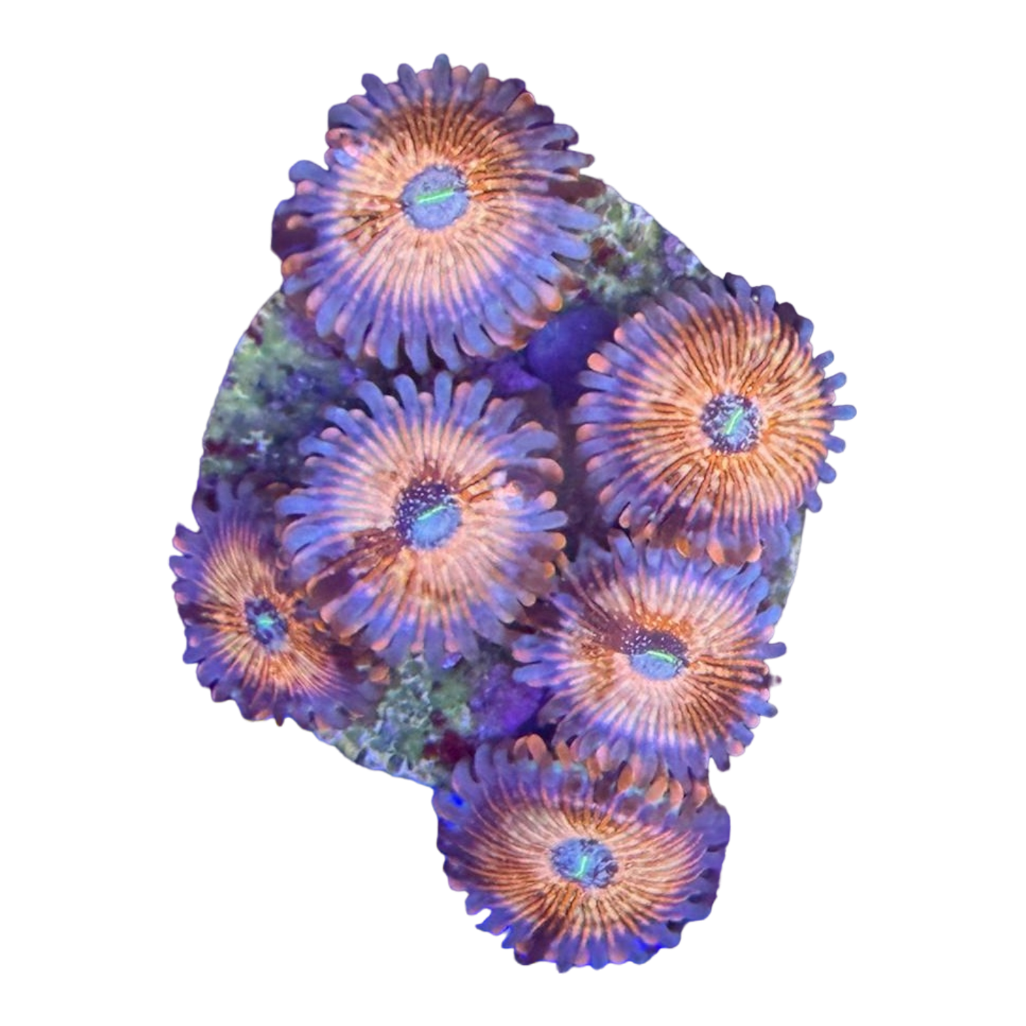 Zoanthus sp. 'SEDUCTION' 7433