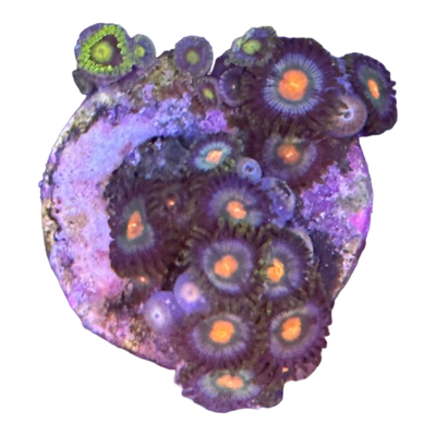 Zoanthus sp. 'orange eye'