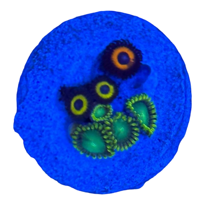 Zoanthus sp.