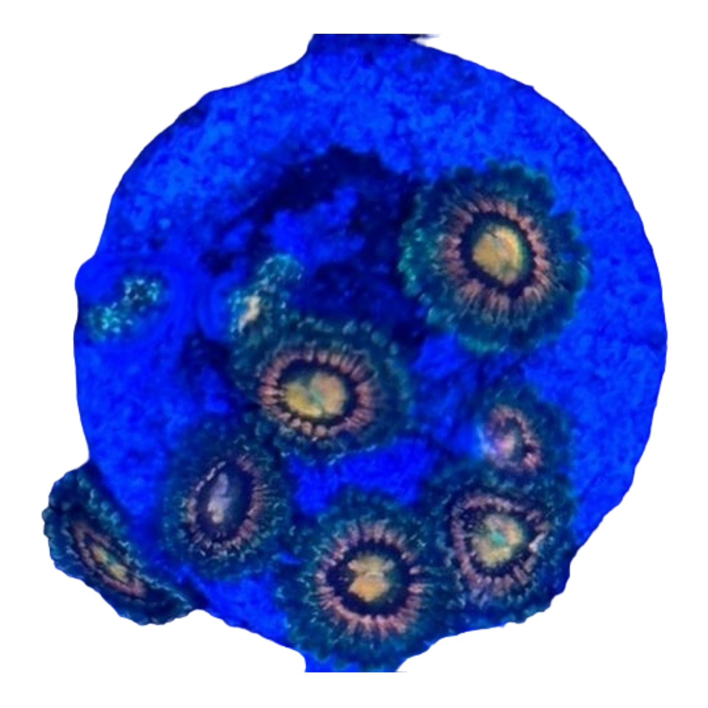 Zoanthus sp.
