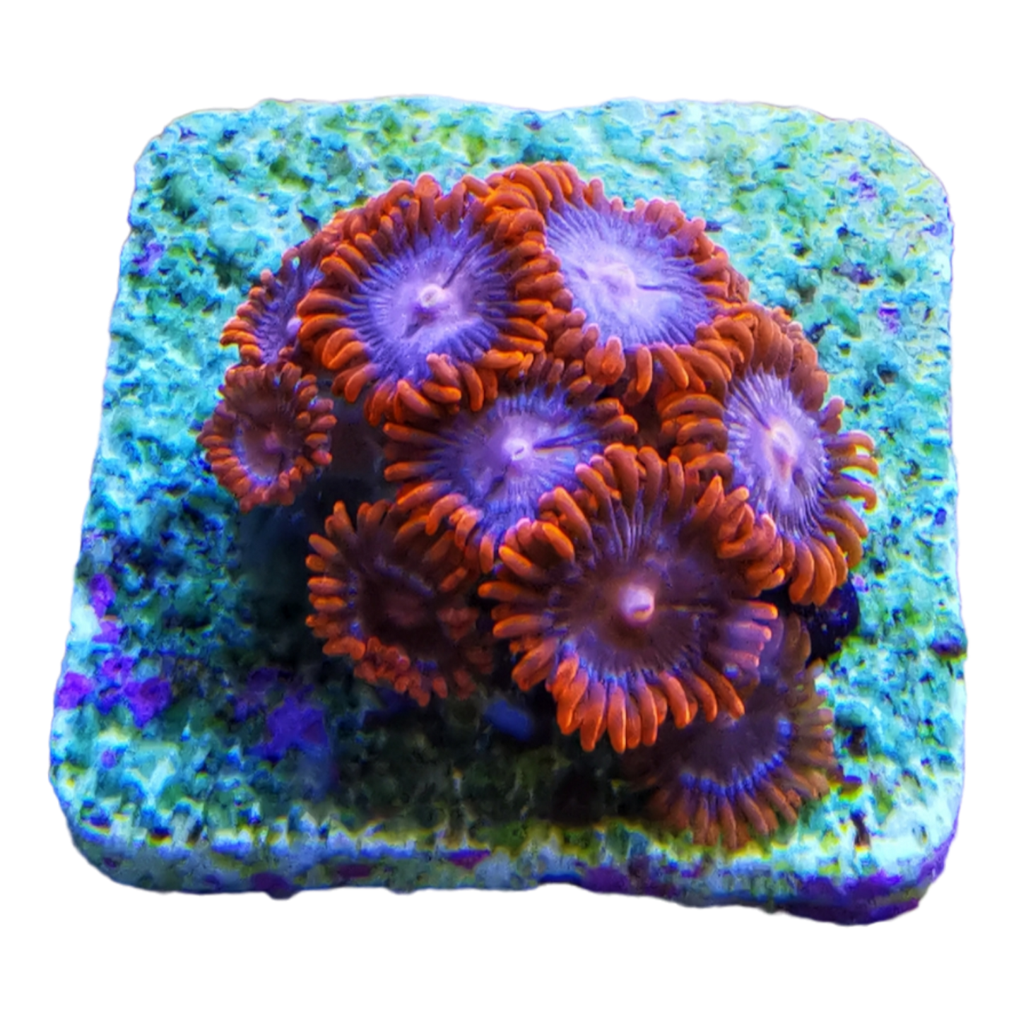 Zoanthus sp. 'RED'