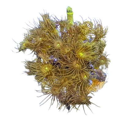 Gelbe terrazoanthus