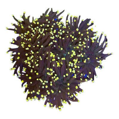 Euphyllia glabrescens 'black - yellow tips' 7468