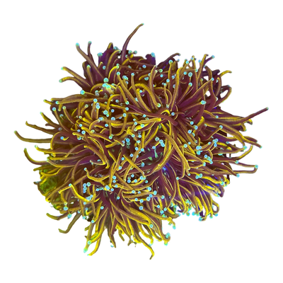 Euphyllia glabrescens 'Hellfire' 7410