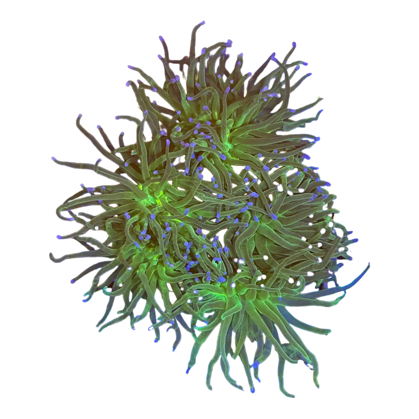 Euphyllia glabrescens 'Blueberry'