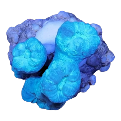 Caulastrea sp. 'blue' 7460