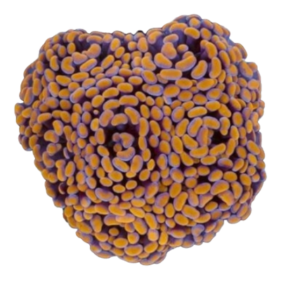 Euphyllia paraancora 7508 WYSIWYG
