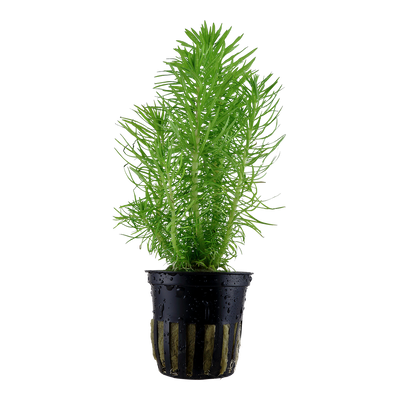 Pogostemon deccanensis