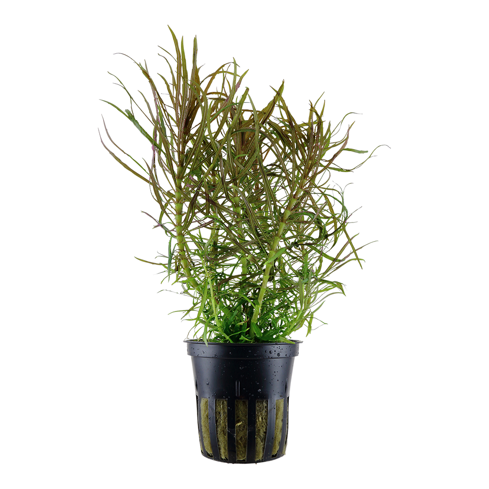 Pogostemon stellatus