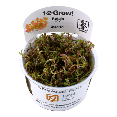 Rotala rotundifolia 'H'ra'
