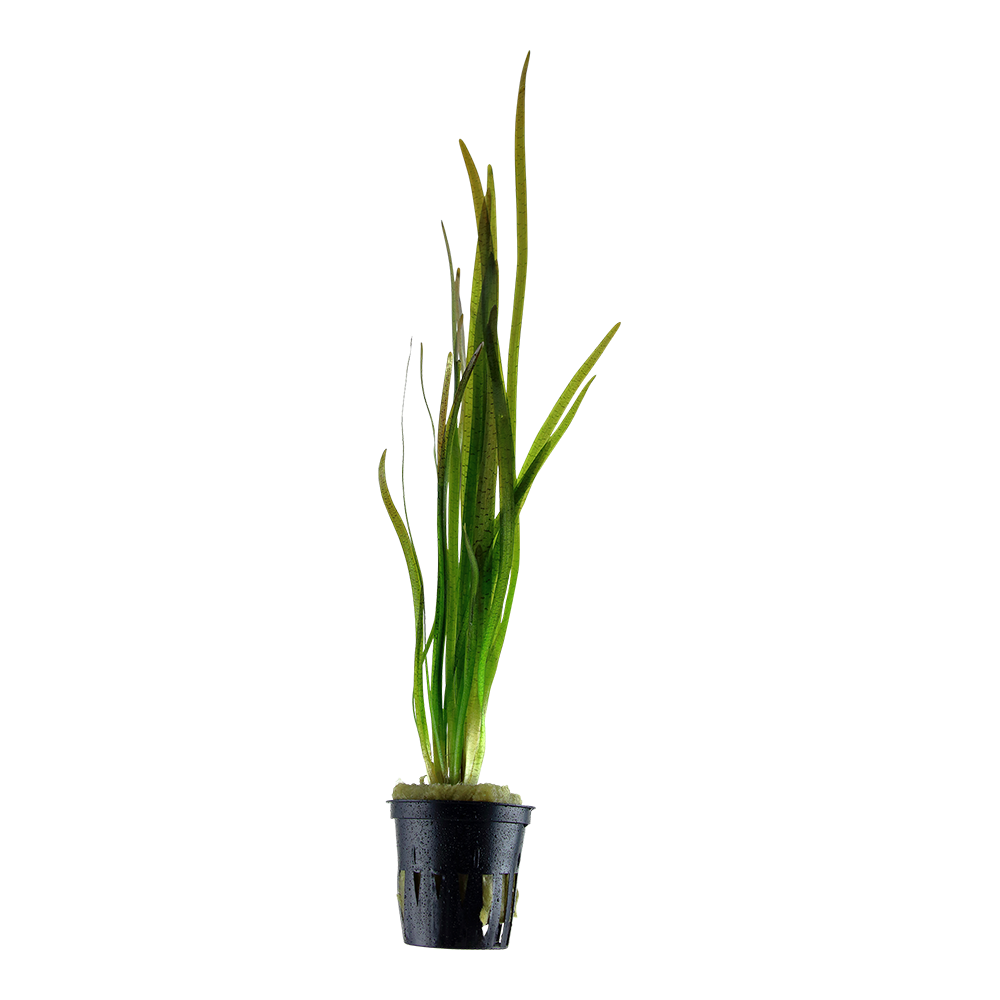 Vallisneria spiralis 'Tiger'
