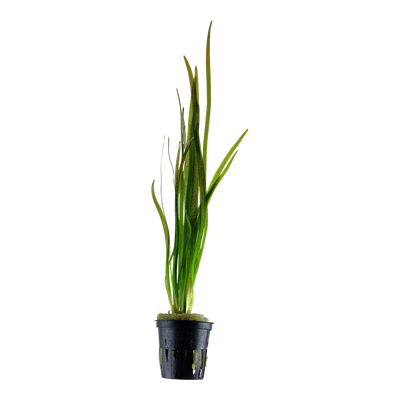 Vallisneria spiralis 'Tiger'