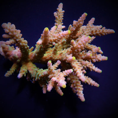Acropora austera