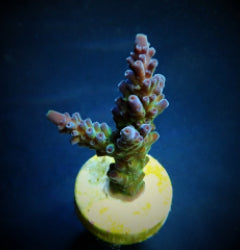 Acropora austera (frag) NZ