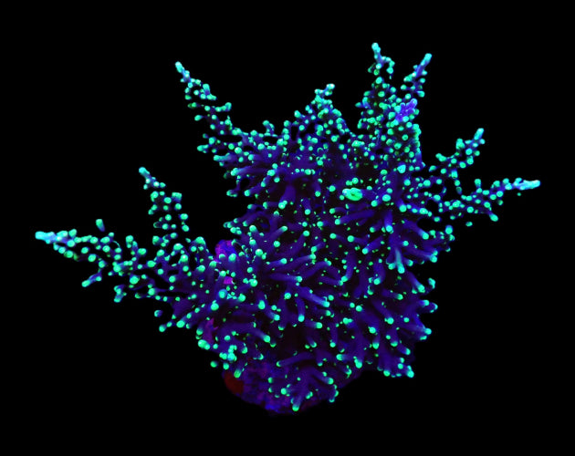 Acropora carduus