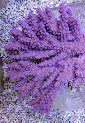Acropora clathrata