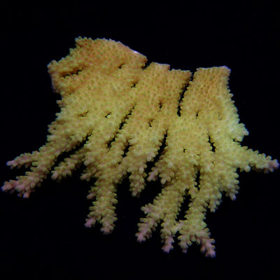 Acropora spp. (Coral Sea) (Ultra)