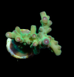 Acropora granulosa (frag) NZ