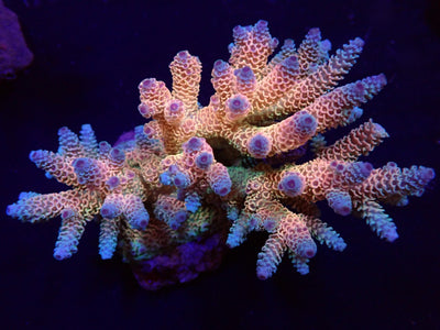 Acropora millepora (Rainbow)