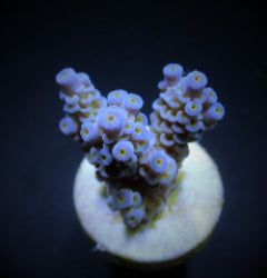 Acropora tenuis (Blueish) (frag) NZ