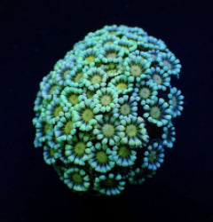 Alveopora spp. (Premium) (frag)