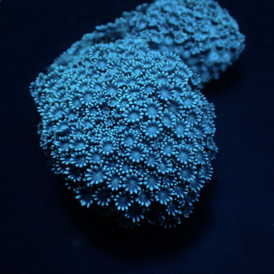 Alveopora spp.