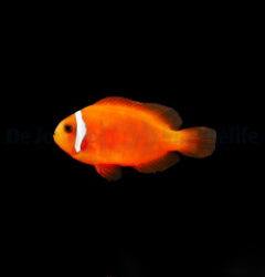 Amphiprion frenatus - T.B.
