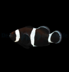 Amphiprion ocellaris (Darwin) (Full Black) - T.B.