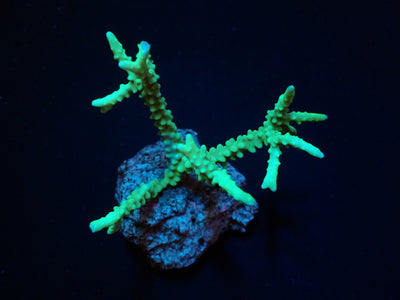 Anacropora spp. (Yellow-Green)