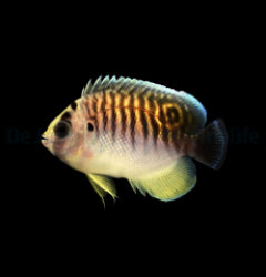 Apolemichthys kingi - T.B.