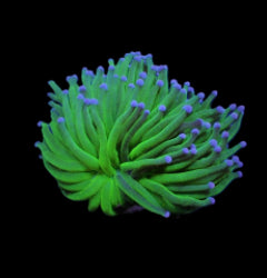 Euphyllia glabrescens (Blueberry) (1 hd.) NZ