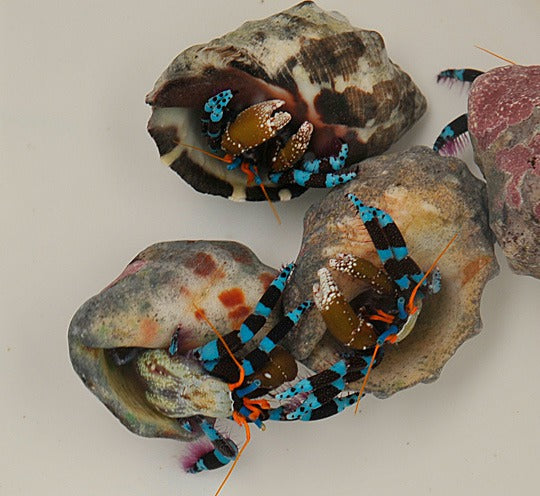 Calcinus elegans