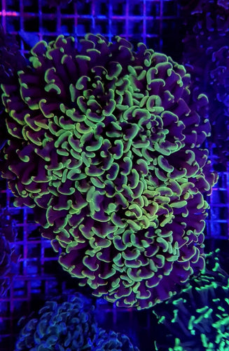 Euphyllia ancora (Colored stem)