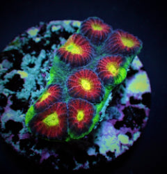Favia spp. (Ultra) (frag) NZ