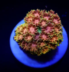 Goniopora spp. (Master Grade) (frag) NZ