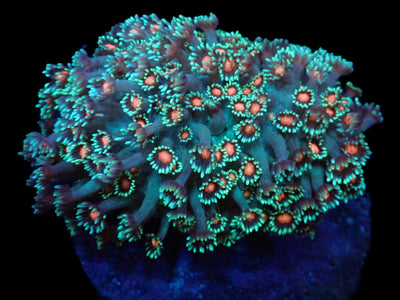Goniopora spp. (Orange Center) Goniopora spp. (Orange Center)