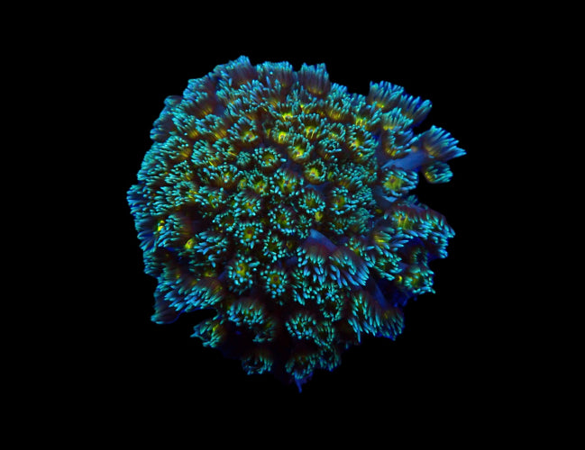 Goniopora spp. (Orange Center) Goniopora spp. (Orange Center)