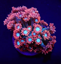 Goniopora spp. (Fire and Ice) (frag) NZ