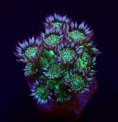 Goniopora spp. (Glitter face) (frag) NZ