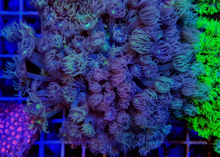 Goniopora spp. (Green-Blue Center)