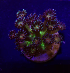 Goniopora spp. (Red Face Glitter) (frag) NZ