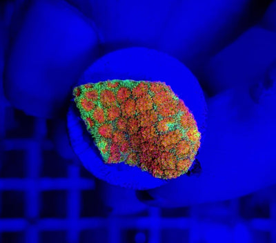 Goniopora spp. (Ultra) (frag) NZ