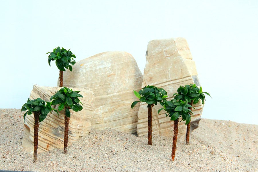 Anubias nana 'Bonsai' auf Wurzel