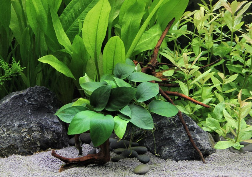 Anubias nana auf Spiderwood-Wurzel