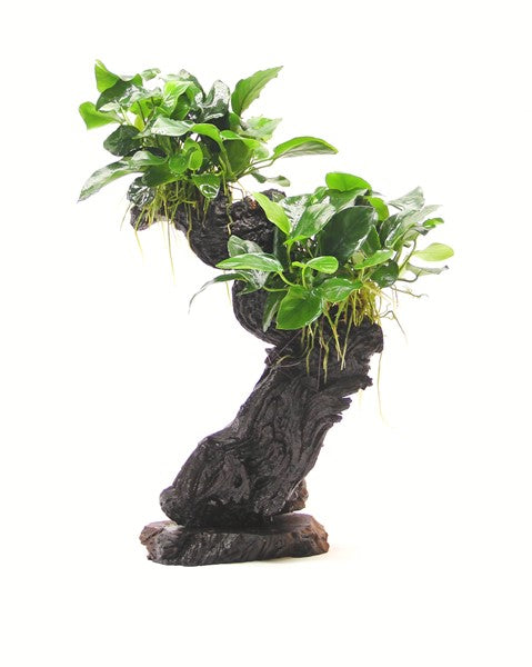 Anubias barteri var. nana auf Wurzel