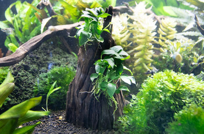 Anubias spp. Hills auf Wurzel