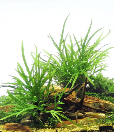 Microsorum pteropus 'Trident' auf Spiderwood-Wurzel